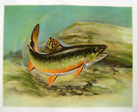 1940's Angry Trout & Lure Antique Fishing Vintage Fish Poster