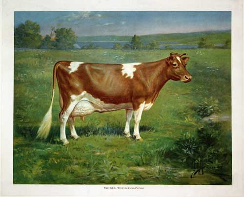 1900 Vintage Guernsey Cow Antique Advertising Poster Print