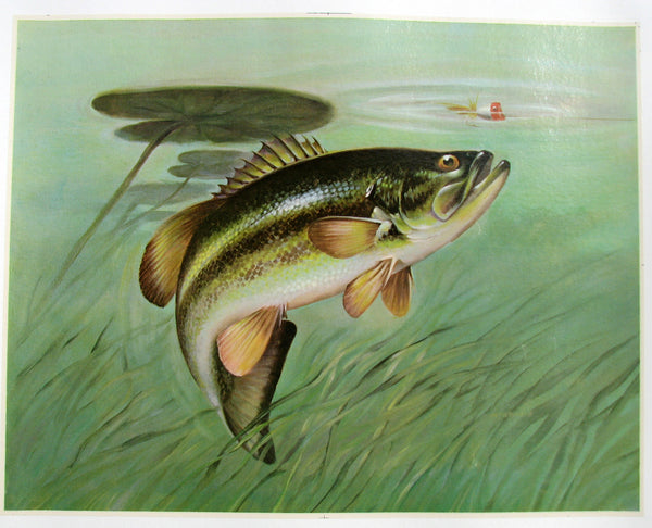 1940's Trout & Lure Lily Pad Antique Fishing Vintage Fish Poster